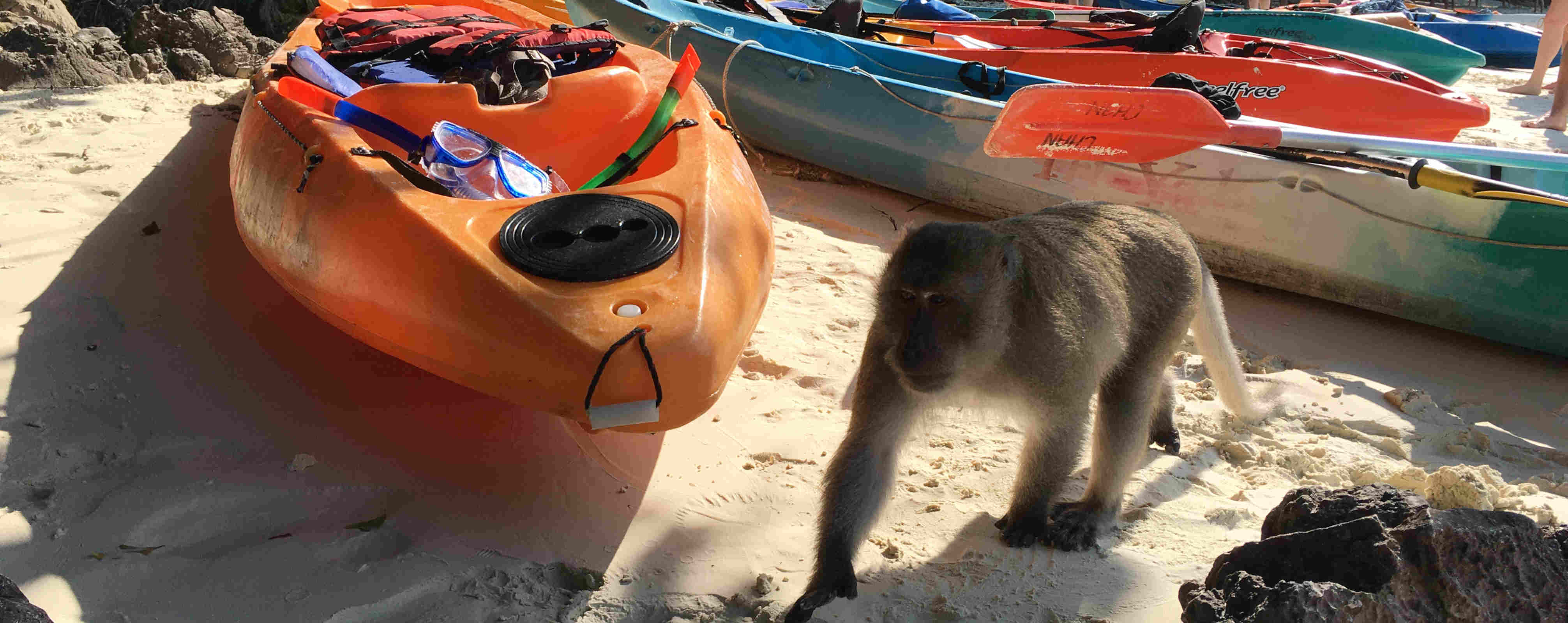 Monkey Beach