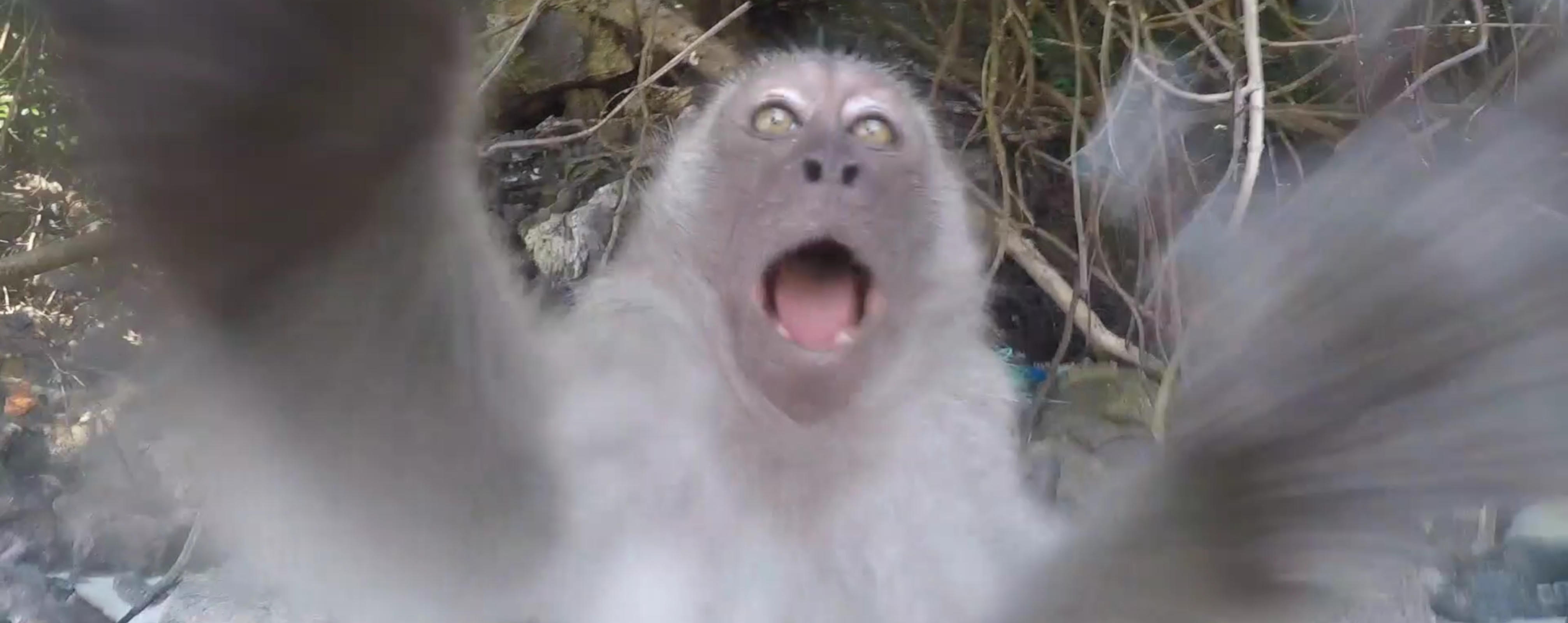 Monkey Beach Selfie